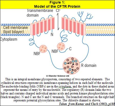 Figure 1: Model of the CFTR Protein