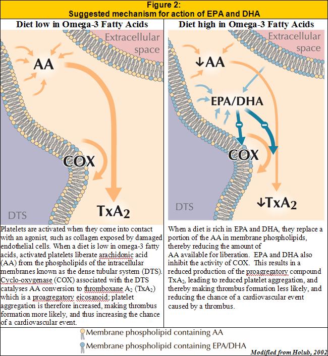 Suggested mechanism for action of EPA and DHA