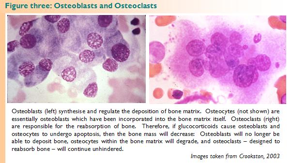 Osteoblasts and Osteoclasts