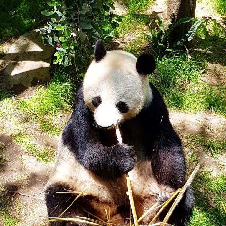 Uk The Day I Met A Giant Panda Called Bai Yun