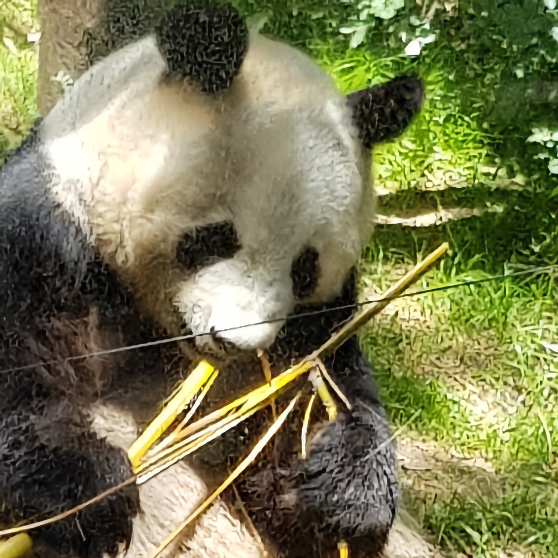 sjhoward.co.uk » The UK’s last giant pandas